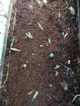 P1020213Krokusse.JPG