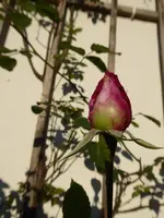 P1020125Kletterrose Azubi.webp