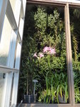 P1020127Amarine belladiva Aphrodite.JPG