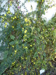 P1020131Winterjasmin.JPG