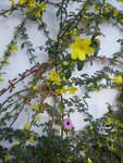 P1020132Winterjasmin.JPG