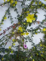 P1020132Winterjasmin.webp