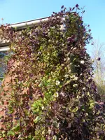 P1020135Glockenrebe.webp