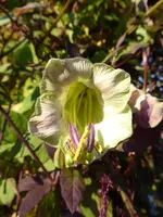 P1020136Glockenrebe.webp