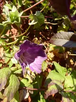 P1020137Glockenrebe.webp
