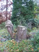 P1020139Pilze.webp