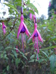 P1020140Fuchsie.JPG