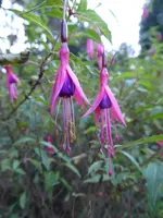 P1020140Fuchsie.webp