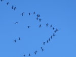 P1020144Kraniche.JPG