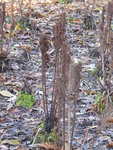 P1020150Farn.JPG