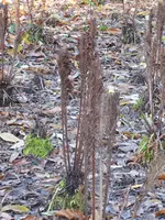 P1020150Farn.webp