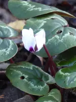 P1020151Vorfrühlingsalpenveilchen.webp