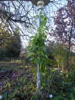P1020153Riesengranadilla.webp