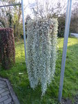 P1020160Silberregen.JPG