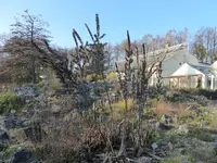 P1020168Schwarzer Germer.webp