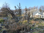 P1020168Schwarzer Germer.JPG
