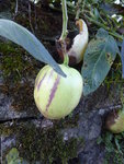 P1020156Pepino.JPG