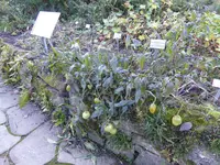 P1020157Pepino.webp