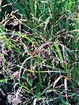 IMG_20200915_125703.jpg