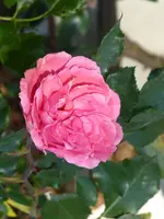 P1010991Rosarium Uetersen.webp