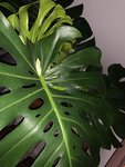 0FA0F8F3-8388-4AEC-A3D3-877EFC1D79F6.jpeg