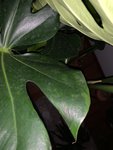 3EA15634-13DB-4196-9F0C-BFA4BB86F379.jpeg