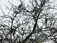 DSCF4318 (2).webp