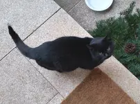 Kugelkatze.webp