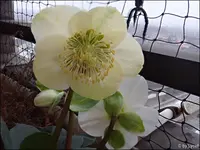 c027.webp