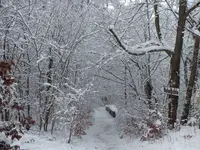 DSCF4393.webp