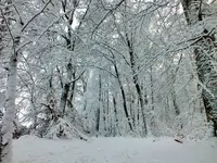 DSCF4384 (2).webp