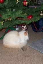 100_1035.webp
