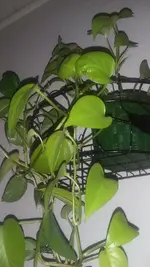 20201210_202147.jpg