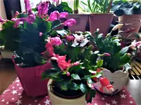 IMG_20201212_105105_3.webp