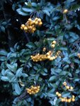 DSC06106.jpg