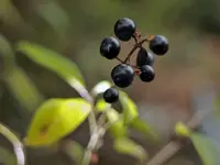 image003.webp