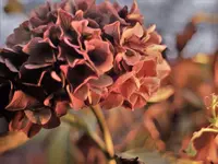 image005.webp