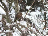 DSCF4338.webp
