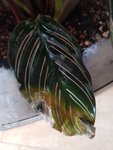 20201214_130129.jpg