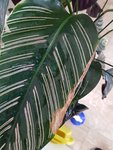20201214_130136.jpg