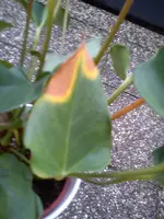 DSC06107.webp