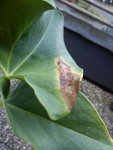 DSC06108.jpg