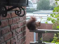 P1020215.webp