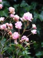 P1020229.webp