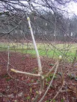 P1020240.webp