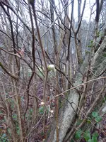 P1020242.webp