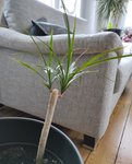 IMG_20201215_142845.jpg