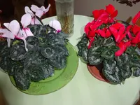 DSC01410.JPG
