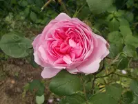 DSCN1348.webp