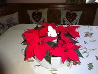 DSC01414.webp